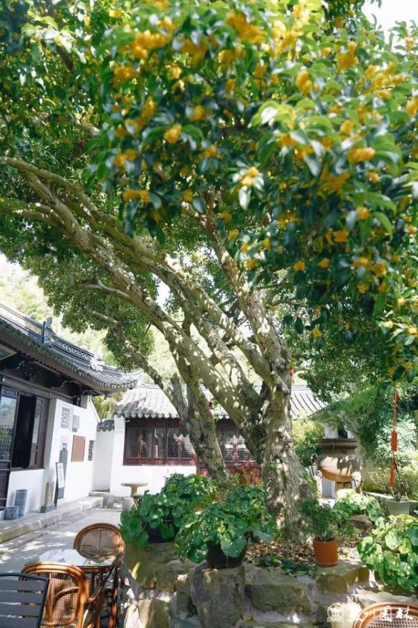 鼎际之家 桂香满城！苏州发布官方桂花赏花地图